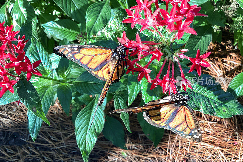 在红色多年生花上的黑脉金斑蝶(Danaus plexippus)